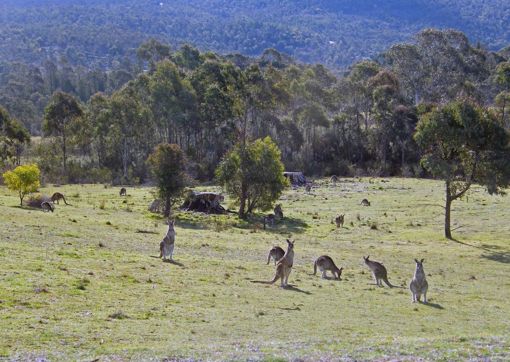 Picnic à Tidbinbilla