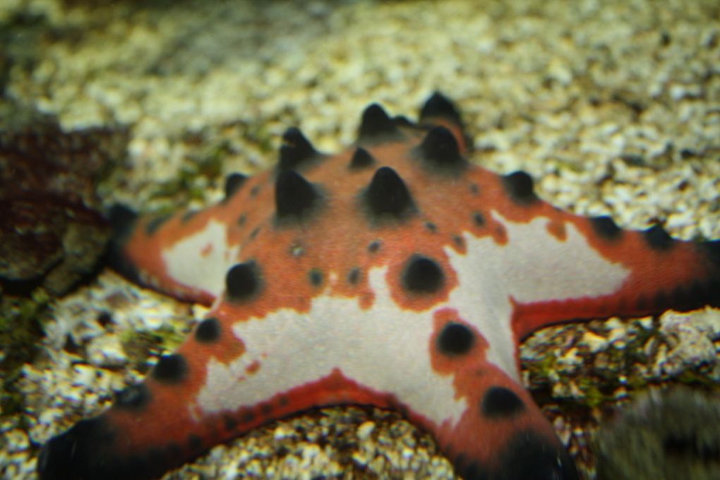 Photos de la visite de l'aquarium de Vannes et de la ville de Vannes, mercredi 17 mars 2010 après-midi.