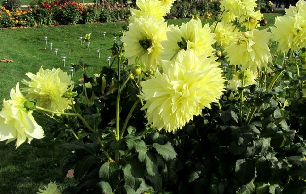 Les fleurs du jardin des PLANTES - 5eme