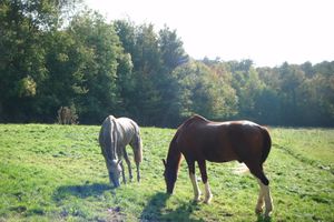 Pré d'automne