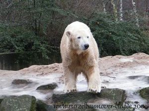 Knut am 24. Januar 2009