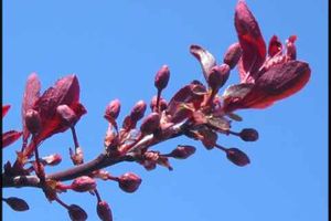 Blutpflaumenblüte