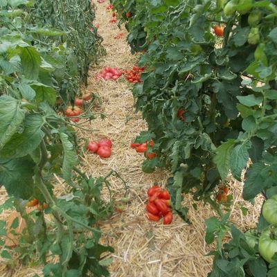 Retour sur 2013 : les tomates anciennes