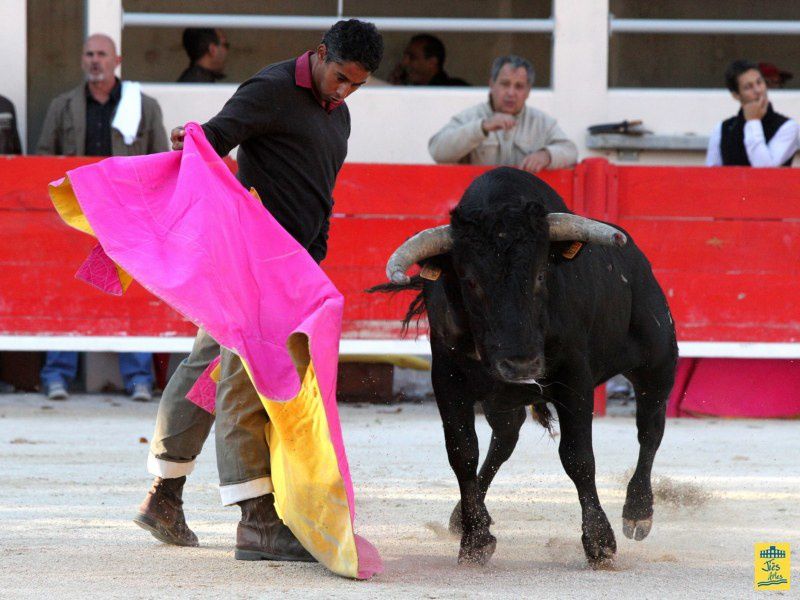 St-Martin-de-Crau Samedi 8 octobre 1011 Journée du Revivre de la Feria de la Crau Tienta de macho et de vacas et Lidia de 4 toros Ganaderias : Giraud-Malaga-Yonnet