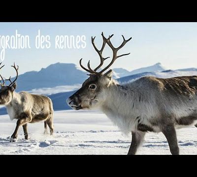 La migration des rennes entre la Norvège et la Finlande