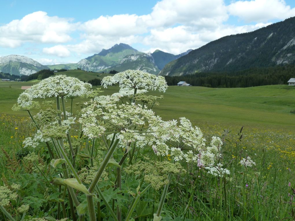 Album - Plateau-des-Glieres