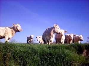 Barbillons, et bovins de l'Arroux