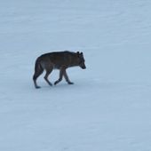 Teaser MARCHE AVEC LES LOUPS (sortie le 15 janvier 2020)