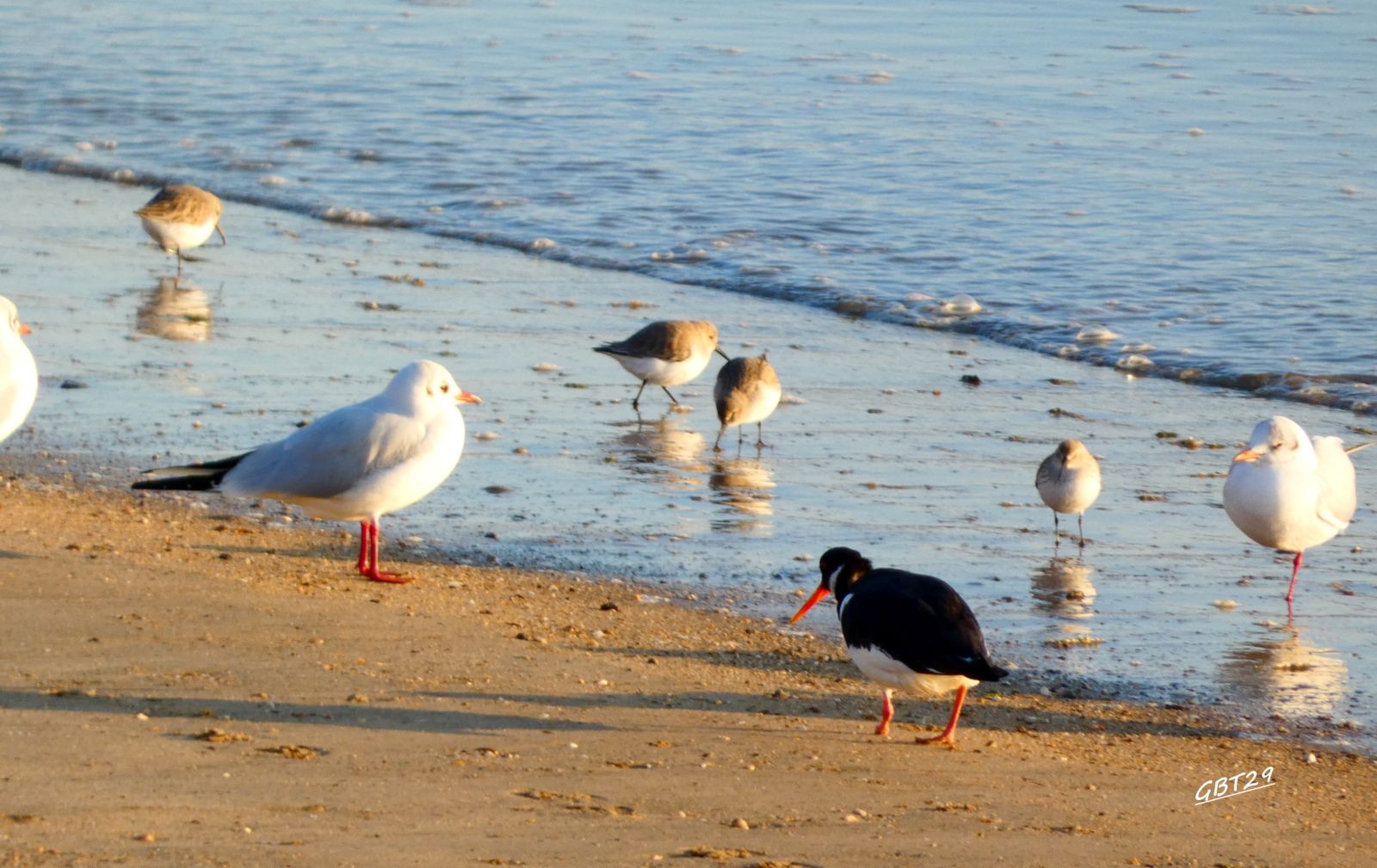 240115-Les oiseaux de Pornic