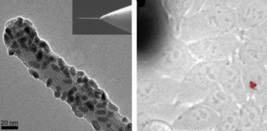 Injection de nanoparticules dans une cellule à l'aide de nanotubes