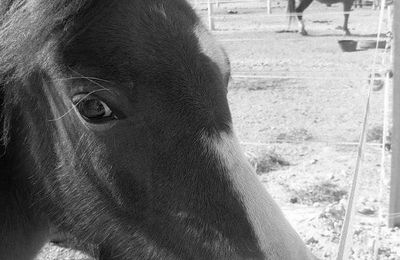 " Les seuls beaux yeux ... "