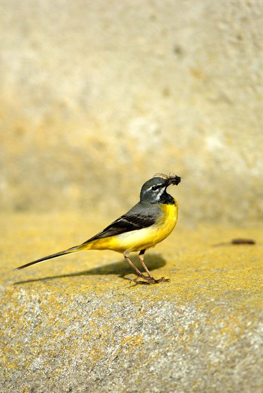 Banque d'images d'oiseaux