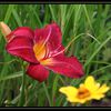 Hemerocallis: Red Volunteer