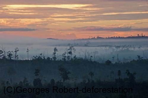 Une série d'image du véritable massacre écologique qui est en cours à Bornéo. Exploitation des bois précieux, du charbon de bois, plantation de palmiers à huile... Un sacré cocktail...!