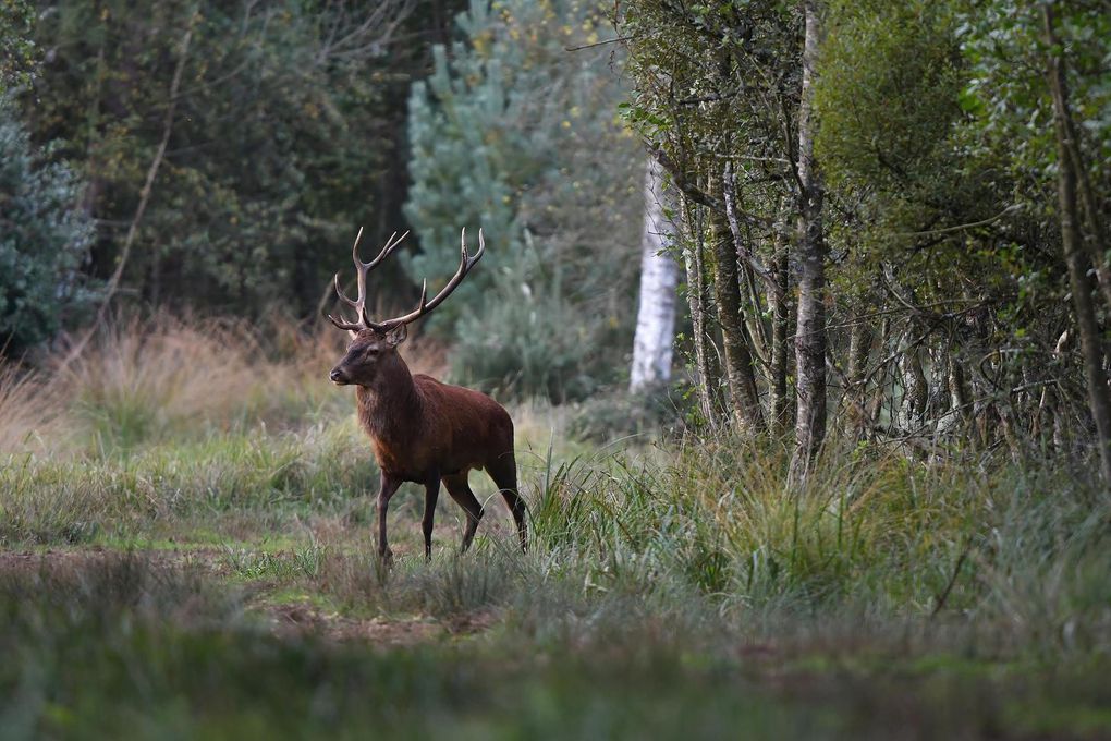 Cerf élaphe (Cervus elaphus).