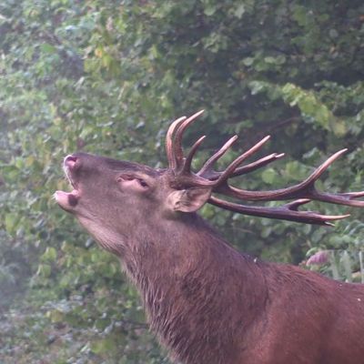 Black, le célèbre cerf de la forêt de Laigue (Oise), a été abattu lors d'une chasse à courre