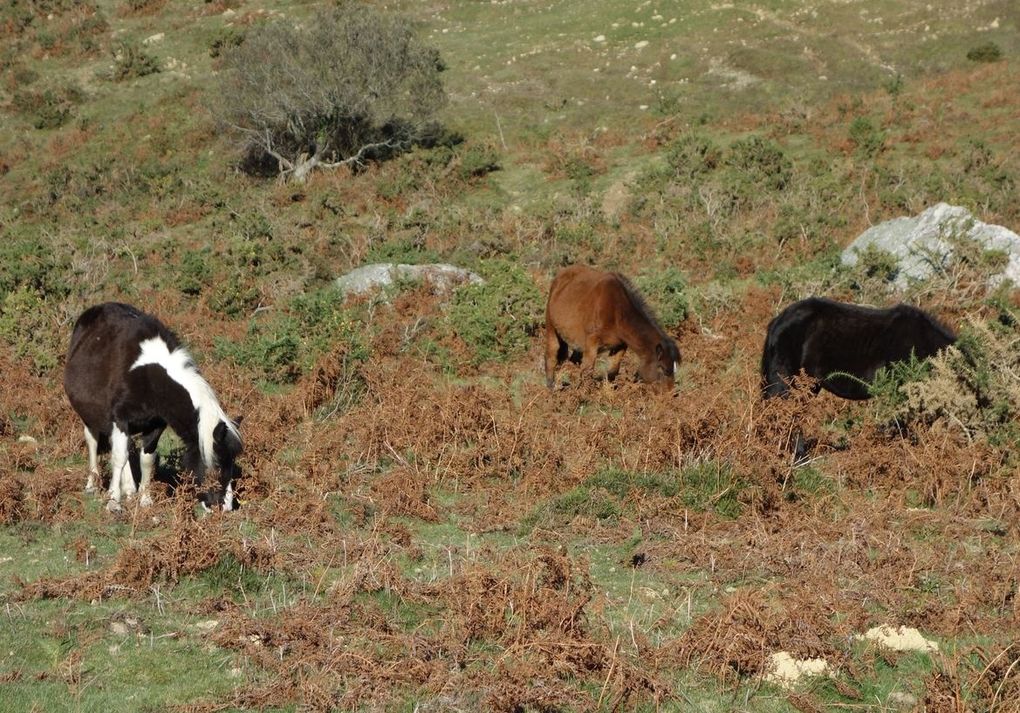 De très nombreux pottoks agrémentaient encore le paysage sur ce passage.