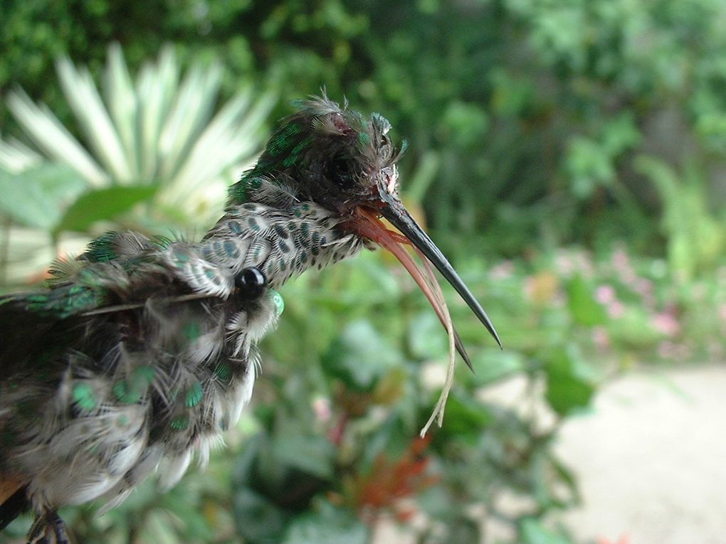 Album - guyane2-en-carnet