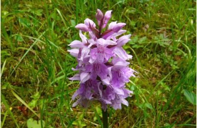 Fleurs des alpes