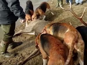 Images extraites de la vidéo « Des militants de la cause animale ont réussi à s’infiltrer dans une chasse à courre » (Cliquez pour agrandir)
