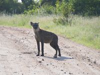  La première hyène qui croise notre route 
