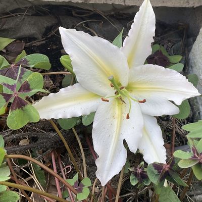 Les fleurs du mois d’août 2024, dans le micro jardin urbain 