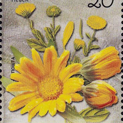 Calendule (ou souci officinal)