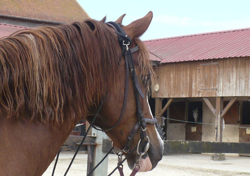 un cheval en pension pour deux mois, quelques séances de dressage en amazone ou à califourchon, un cheval au pré...Kitano, dit Lulu!