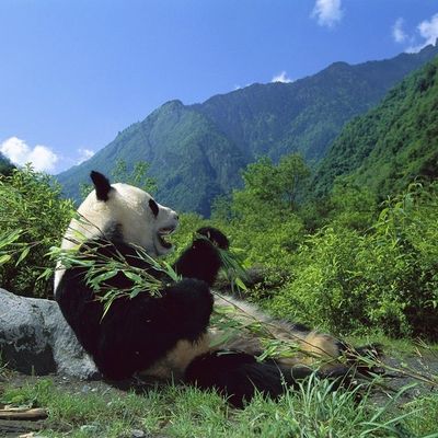 Sur les terres des pandas