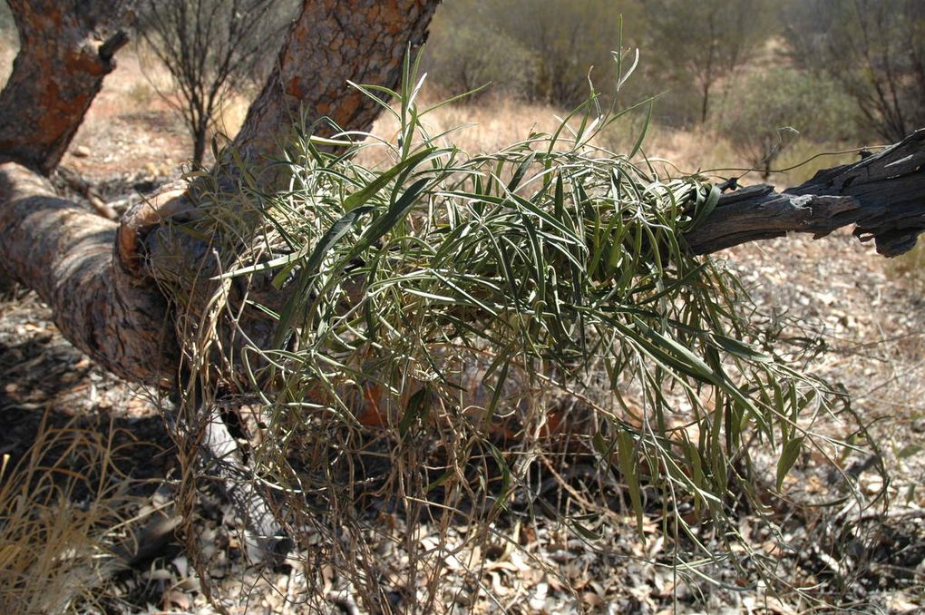 et aux alentours se trouve un sentier de randonnée (environ 45min), voyez la saison sèche dans l'outback / and around is a hiking trail (about 45min), see the dry season in the outback!