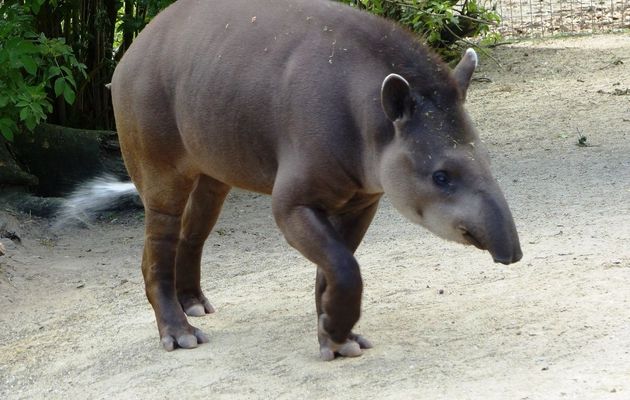 Le tapir terrestre du zoo des Sables d'olonne