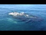 Ile de La Réunion: Cours de voile à côté des requins