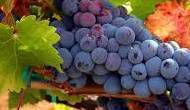 #Tempranillo Producers Sierra Foothills California Vineyards  P2 