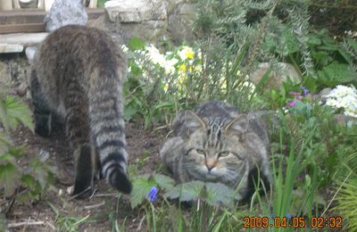 LES CHATS BLESSÉS