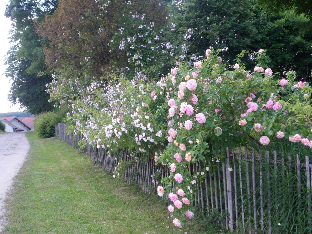 Tout un jardin de plantes de collection