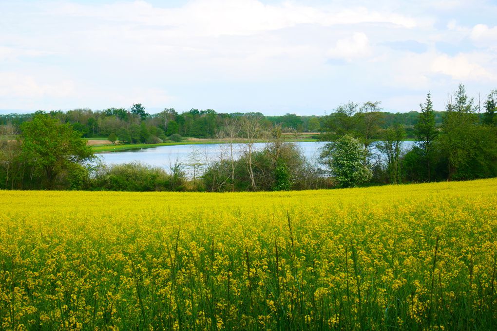 Clichés n°59 :  Tour en Dombes (oiseaux et paysage)