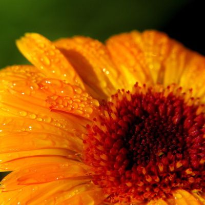 La crème de calendula : compte rendu d'essai