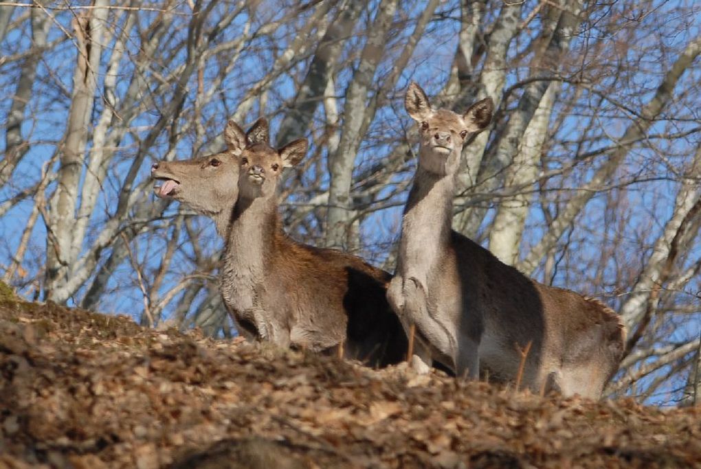 femmina, Riserva Naturale Acquerino-Cantagallo