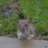 Paris en guerre contre les rats