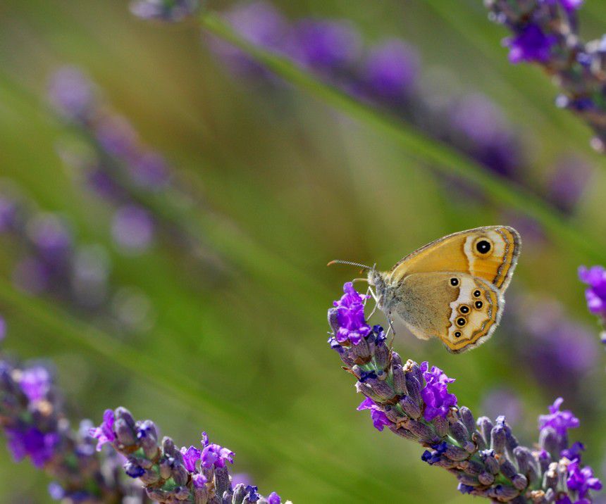 Album - Macro-Papillons