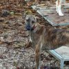 AMBRE : JEUNE GALGA A L'ADOPTION !!!