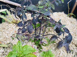 Les trois plants de tomate "blue gold" mesurent une bonne quinzaine de centimètre mi avril