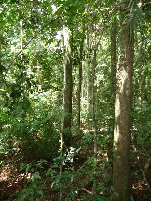 Où la forêt rencontre le récif...