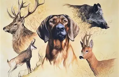 Quand la chasse n'est plus de la chasse, elle se met en danger