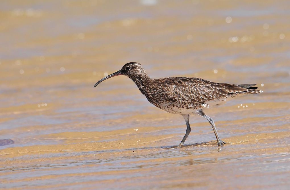 Courlis corlieu (Numenius phaeopus).