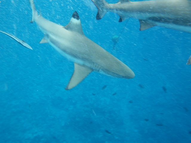 première photos de plongée avec nos amis les requins...