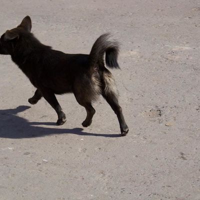 Les chiens de Pingyao...