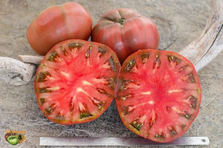 photo tomatofifou 02