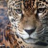 SAUVEZ les jaguars de Colombie et leurs habitats !!