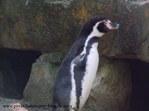 Humboldt-Pinguin, Seehund, Sandkatze